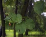 Amelanchier alnifolia var. semi-integrifolia