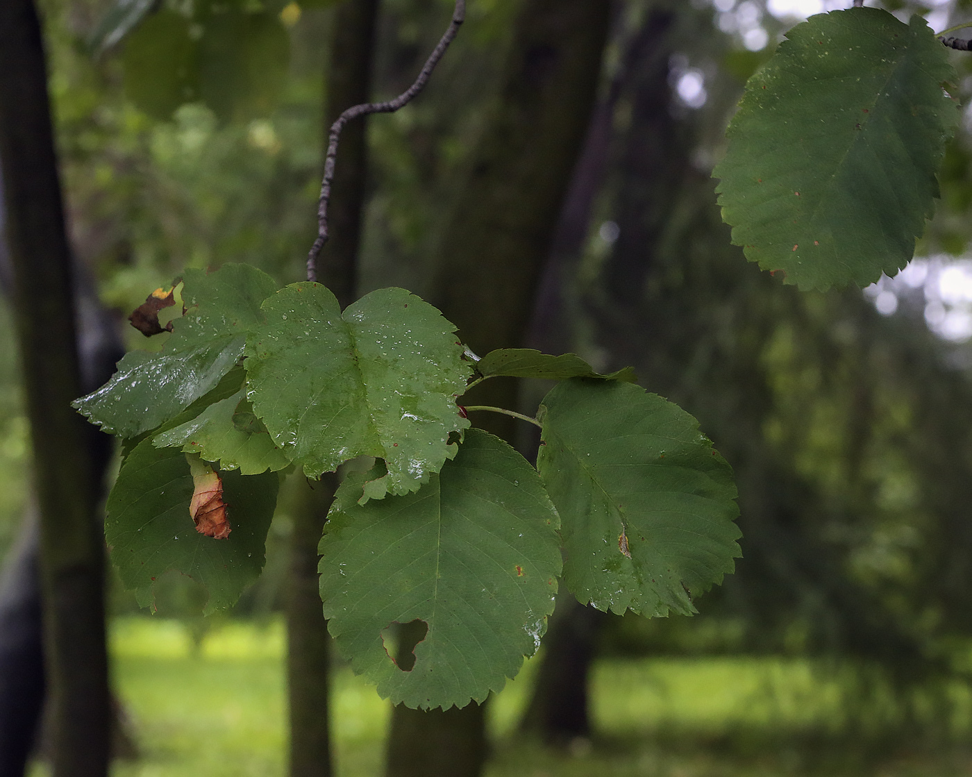 Image of Amelanchier alnifolia var. semi-integrifolia specimen.