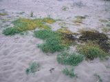 Honckenya peploides