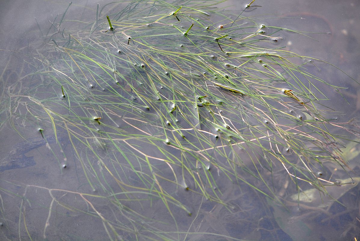 Изображение особи Potamogeton pectinatus.