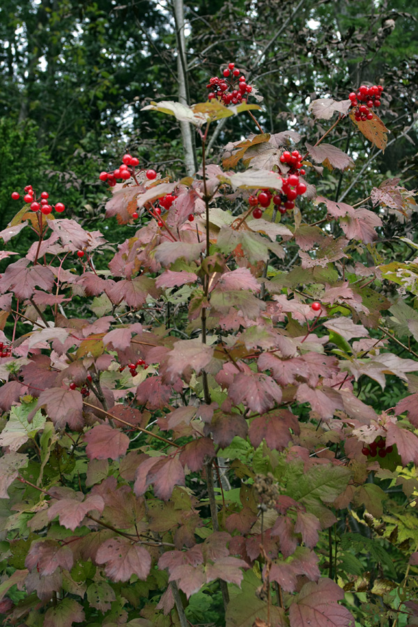 Изображение особи Viburnum opulus.