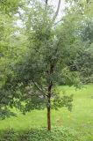 Acer griseum