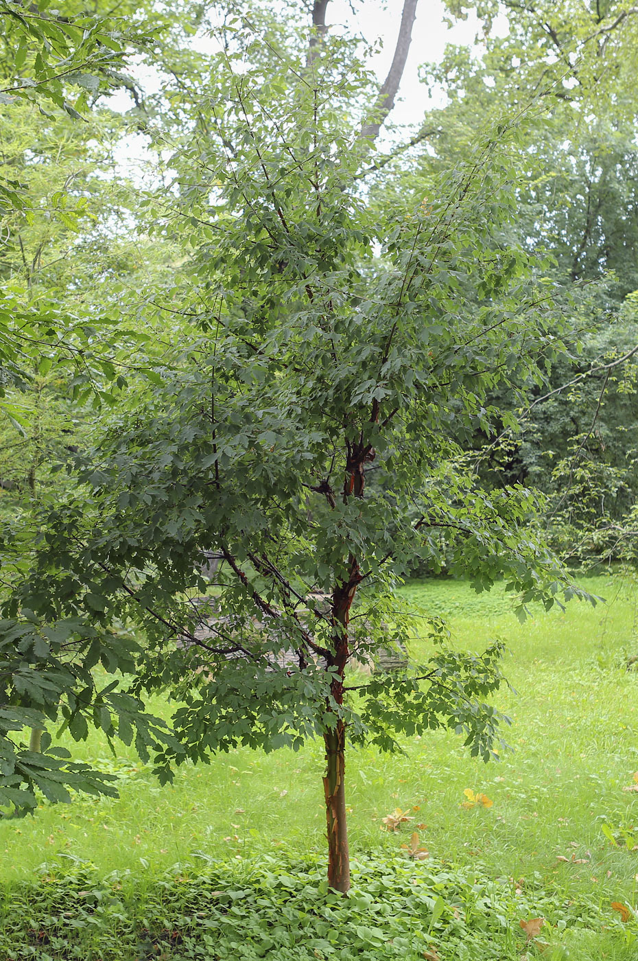 Image of Acer griseum specimen.