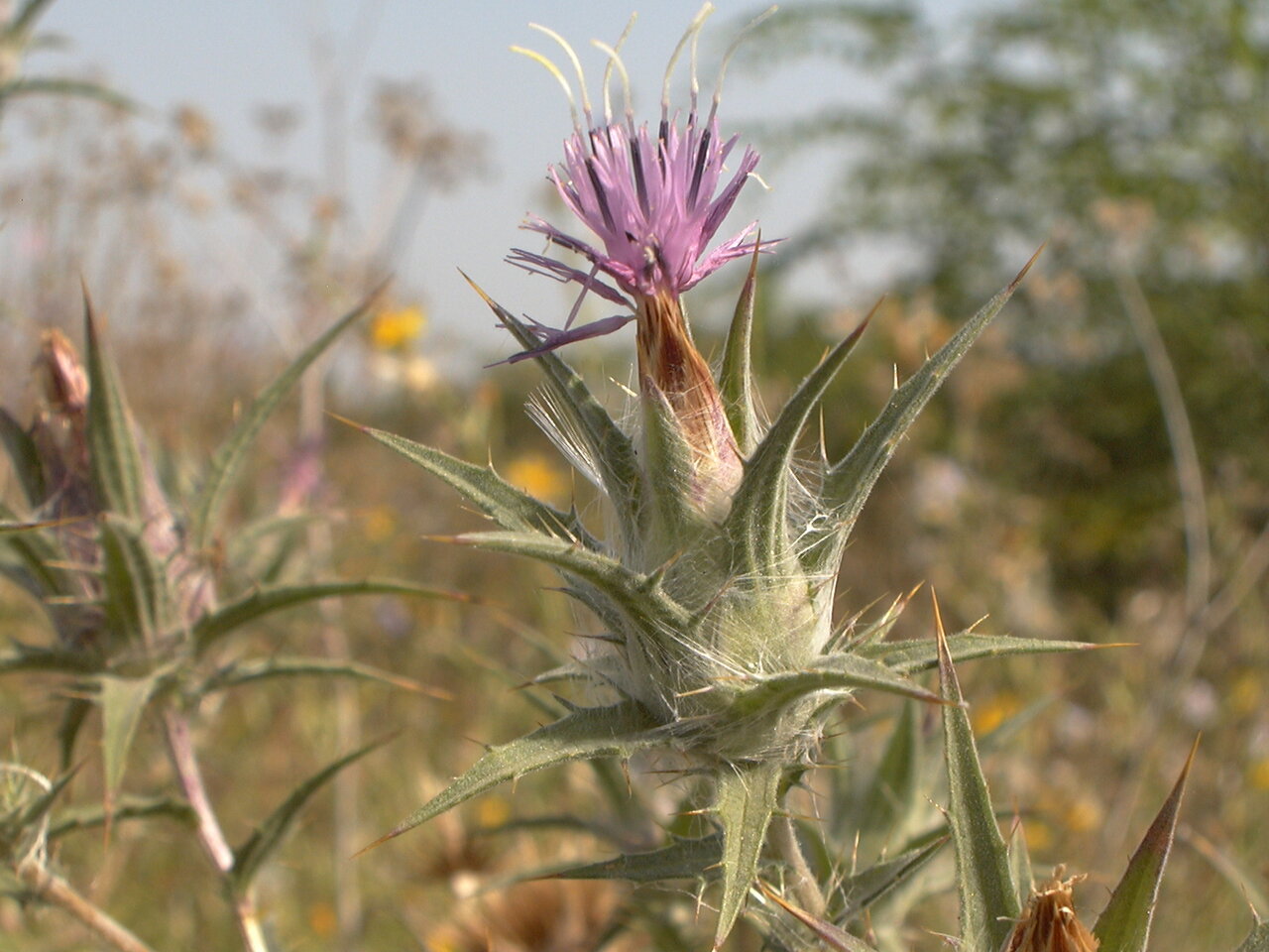 Изображение особи Carthamus dentatus.