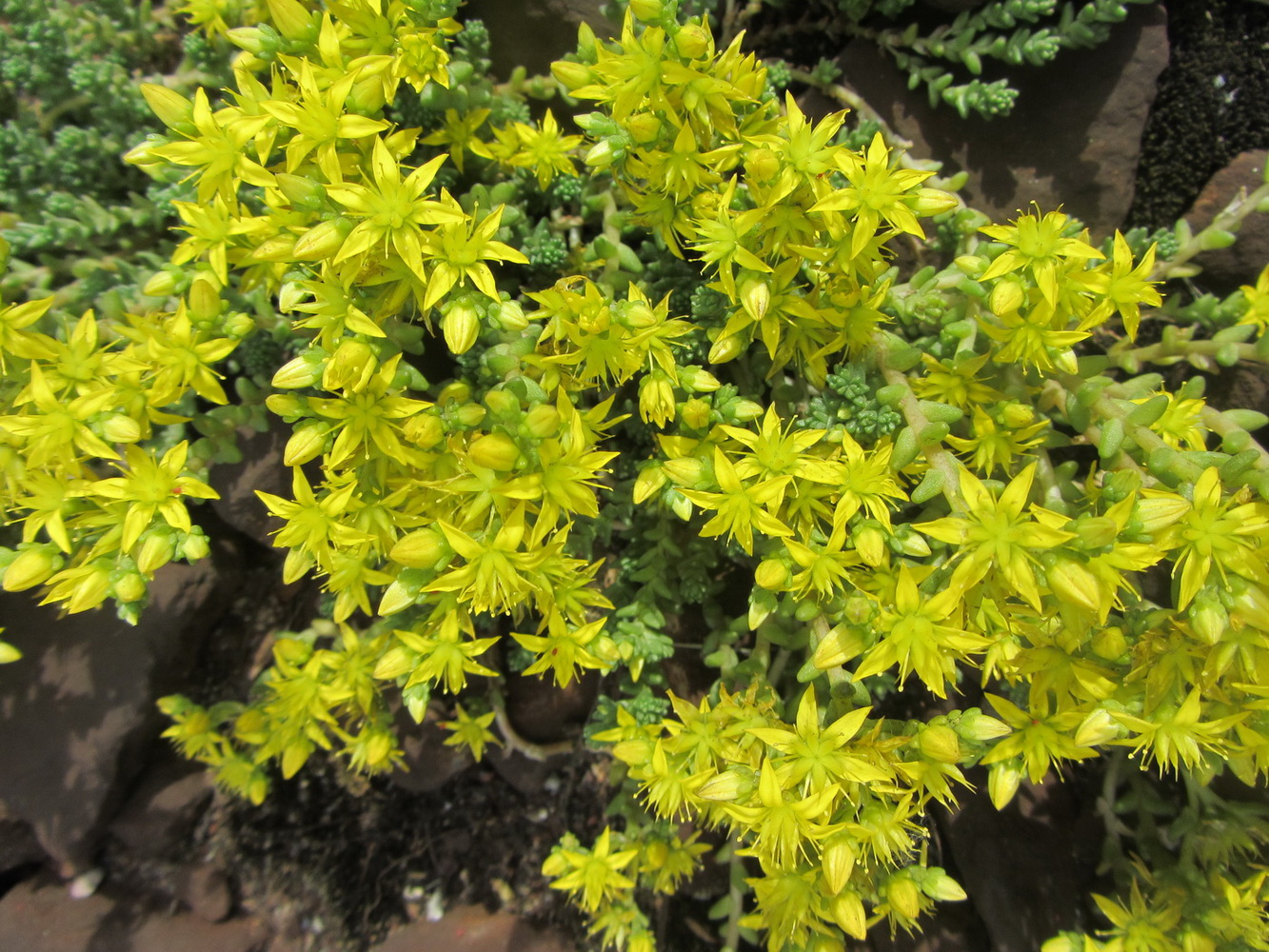 Image of Sedum acre specimen.