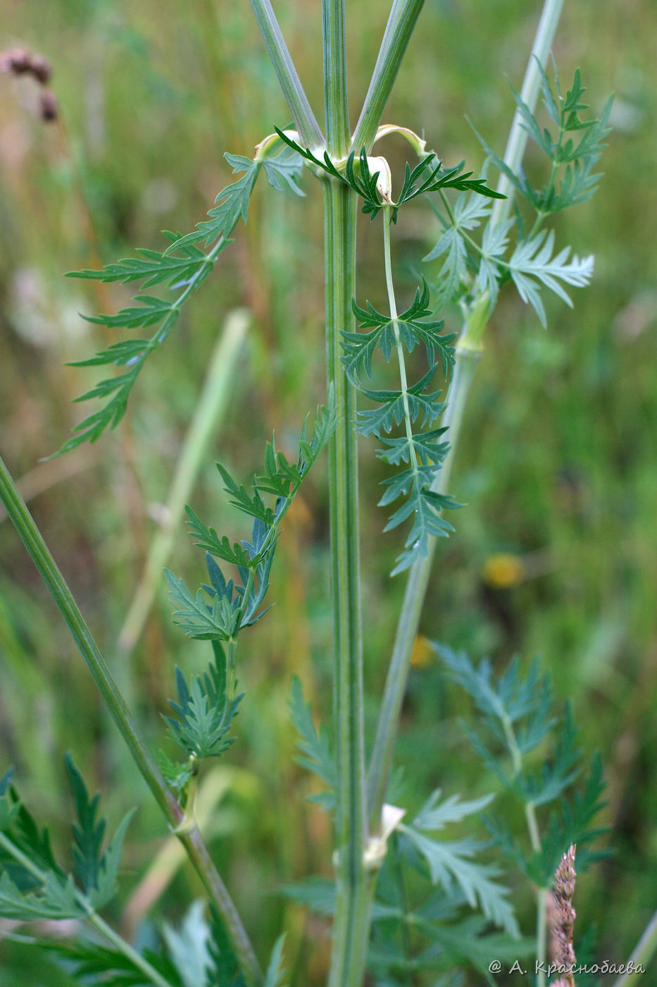 Image of Seseli libanotis specimen.