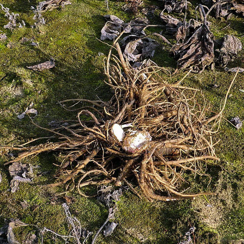 Image of Archangelica officinalis specimen.