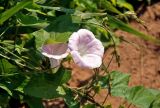 Calystegia spectabilis