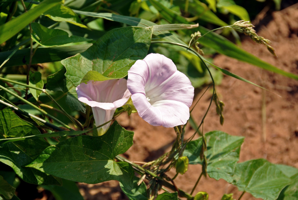 Изображение особи Calystegia spectabilis.