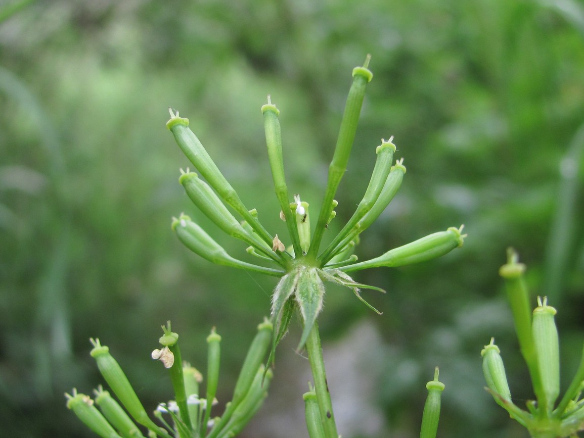 Изображение особи Chaerophyllum aureum.