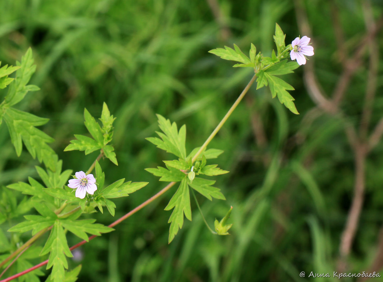 Image of Geranium sibiricum specimen.