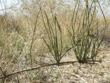 Ephedra distachya. Ветвь полукустарника. Краснодарский край, берег Ясенского залива, у Ханского озера, прибрежные заросли на ракушке. 27.09.2010.