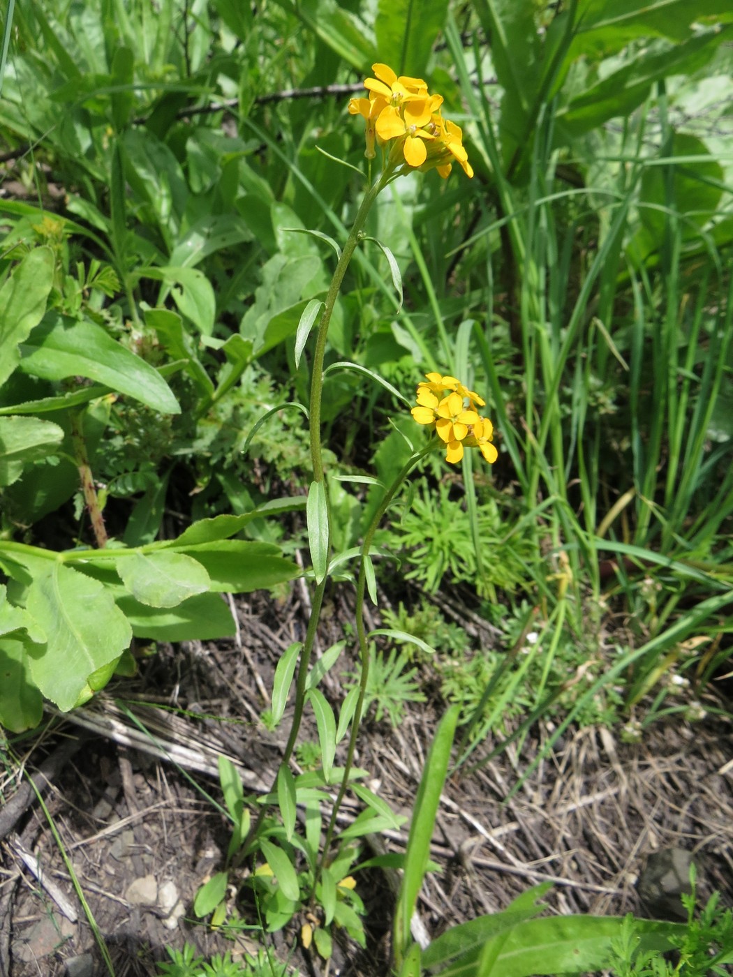 Image of Erysimum alaicum specimen.