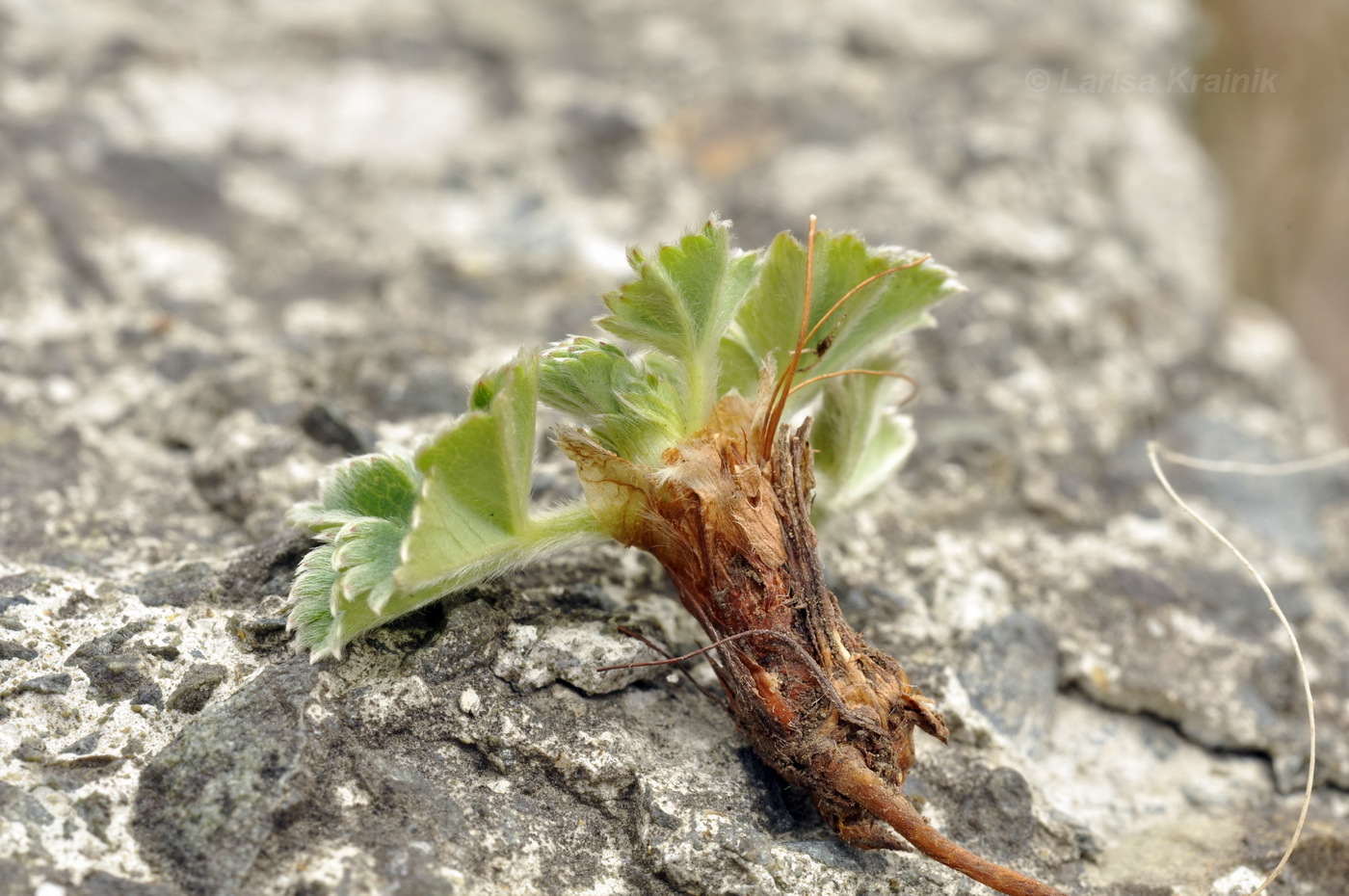 Image of genus Alchemilla specimen.