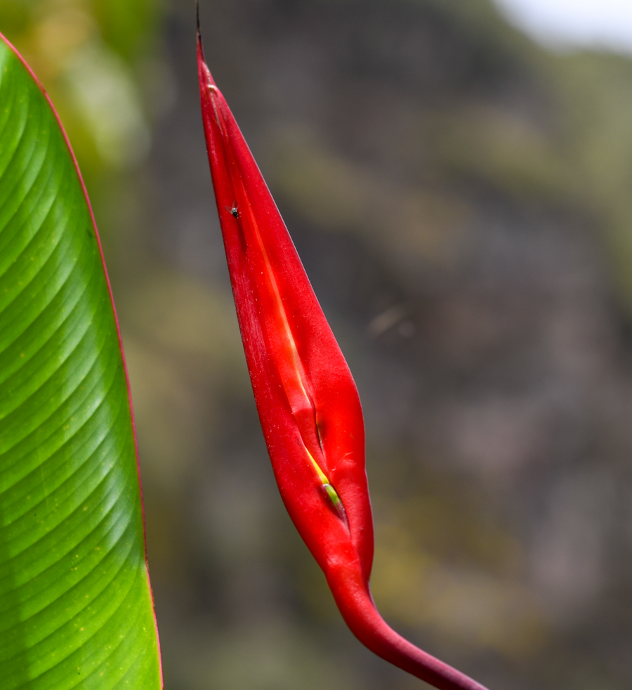 Image of Heliconia subulata specimen.