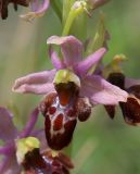 Ophrys × aghemanii. Цветок (гибрид Ophrys mammosa subsp. caucasica Woronow ex Grossh. и Ophrys oestrifera M. Bieb.). Краснодарский край, м/о город-курорт Анапа, окр. с. Большой Утриш, можжевеловый лес. 3 мая 2021 г.