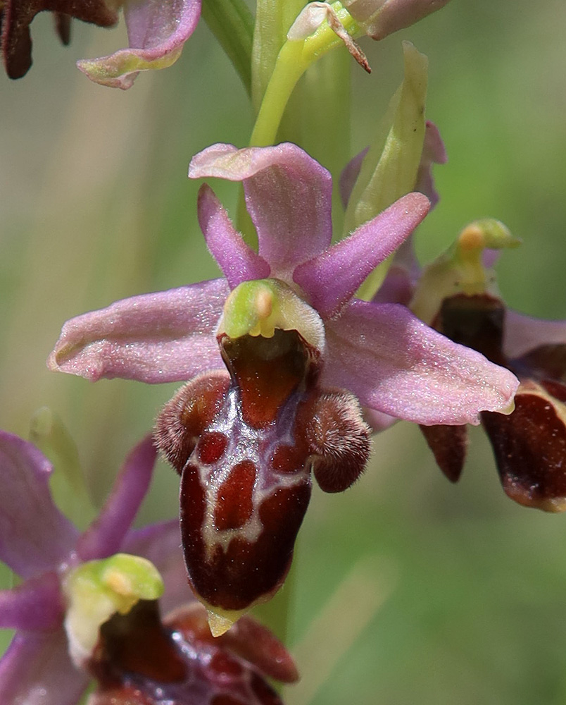 Изображение особи Ophrys &times; aghemanii.