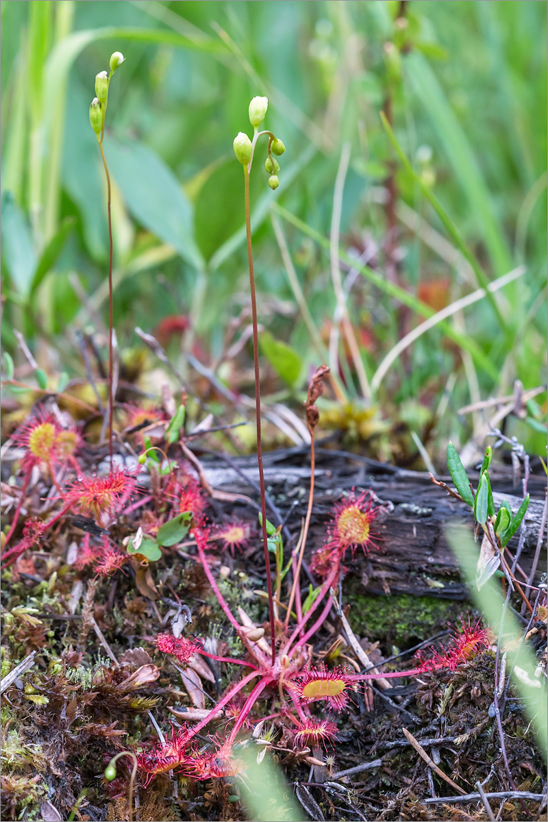 Image of Drosera rotundifolia specimen.