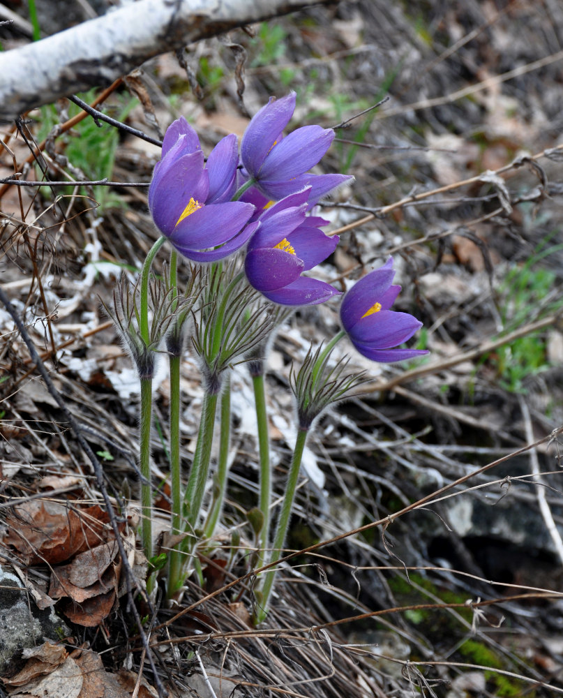 Image of Pulsatilla patens specimen.