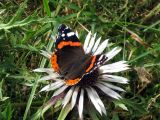 Carlina acaulis