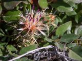 Centaurea raphanina ssp. mixta