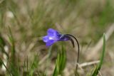 Pinguicula balcanica