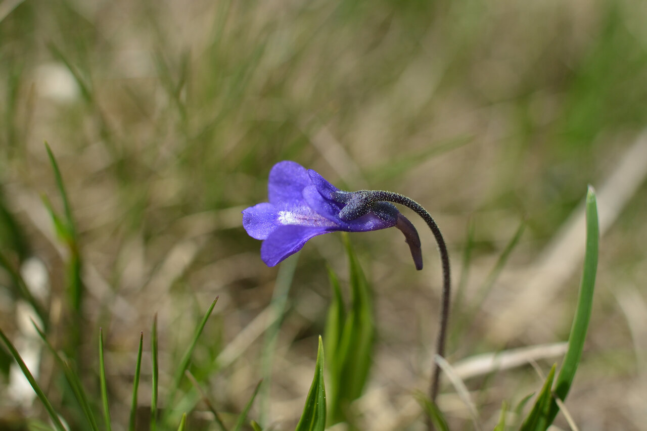 Image of Pinguicula balcanica specimen.
