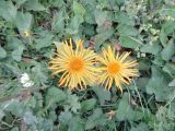 Inula grandiflora
