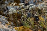 Pimpinella tragium