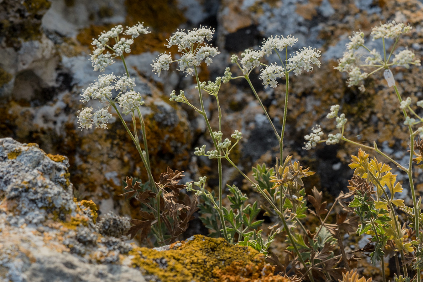 Изображение особи Pimpinella tragium.