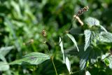 Persicaria maculosa