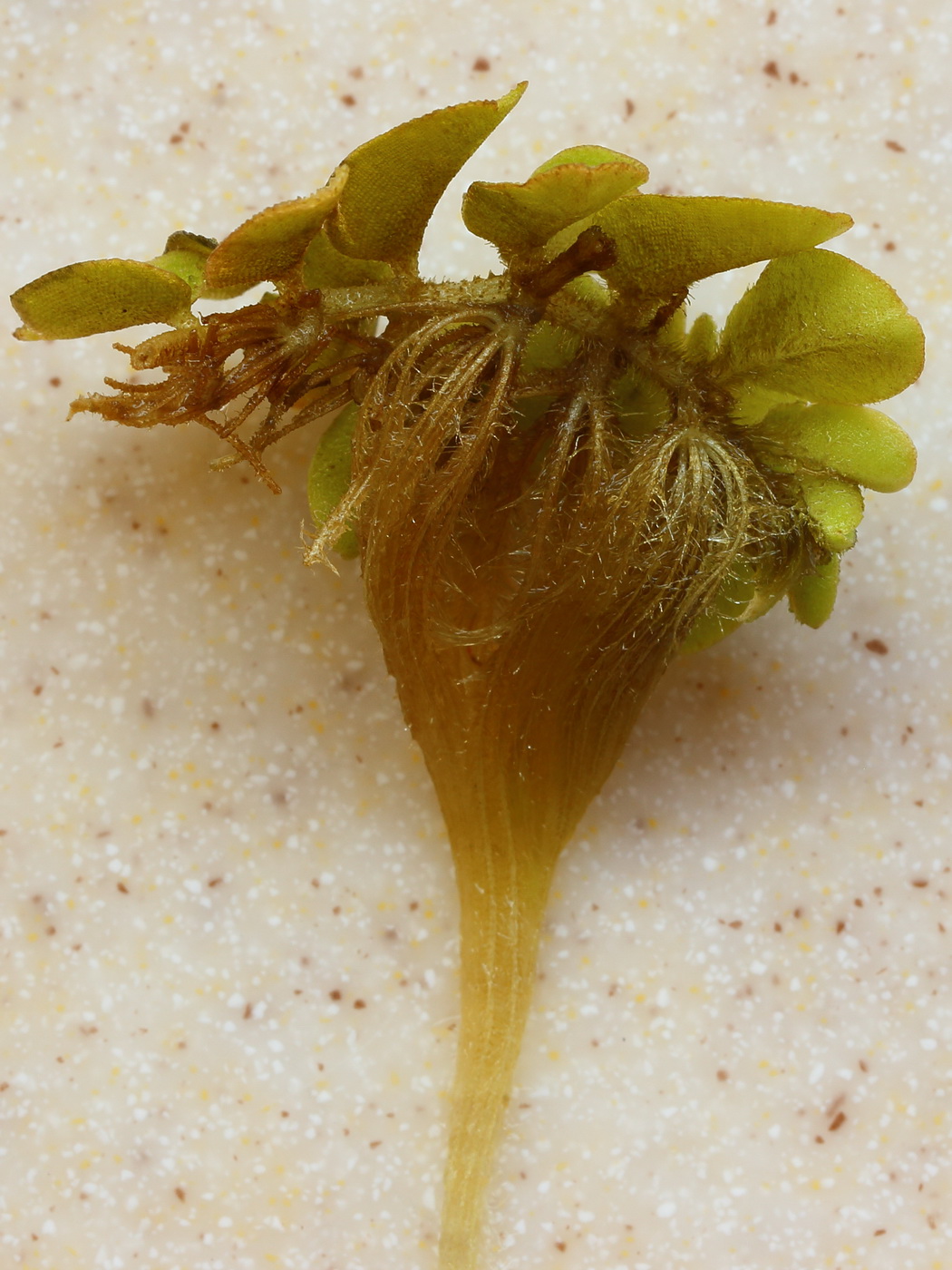 Image of Salvinia natans specimen.