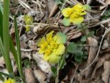 Chrysosplenium sibiricum