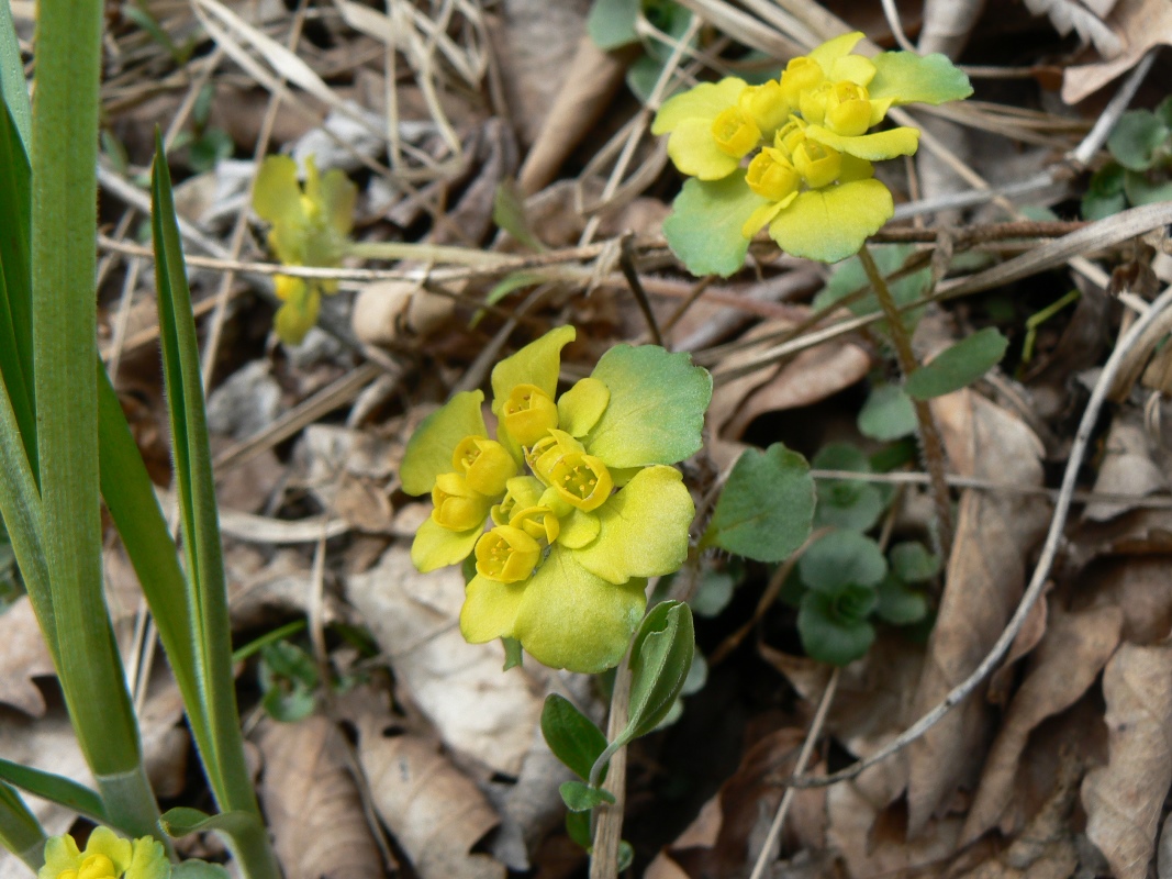 Image of Chrysosplenium pilosum specimen.