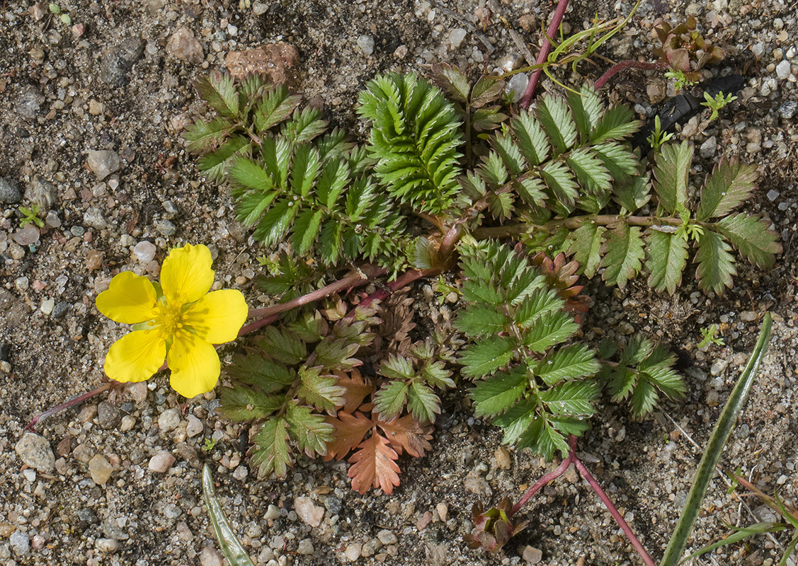 Изображение особи Potentilla anserina.