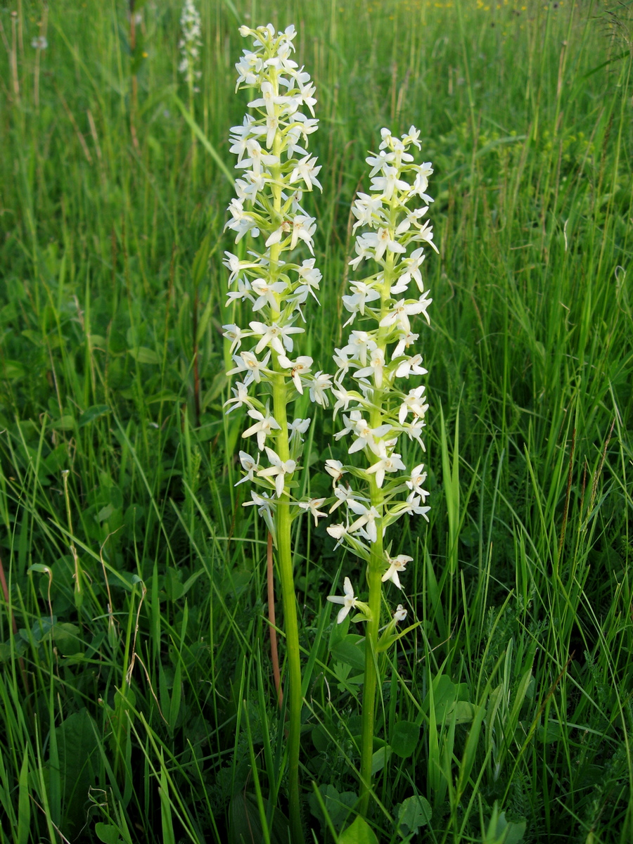 Изображение особи Platanthera bifolia.