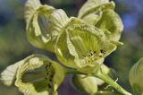 Aconitum coreanum. Цветок. Приморский край, Уссурийский гор. округ, окр. с. Монакино, поляна в широколиственном лесу на небольшой сопке. 09.09.2021.