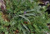 Saussurea tomentosa. Цветущее растение. Хабаровский край, р-н им. Полины Осипенко, хр. Дуссе-Алинь, берег оз. Горное, ≈ 1300 м н.у.м., каменистый склон. 20.07.2021.