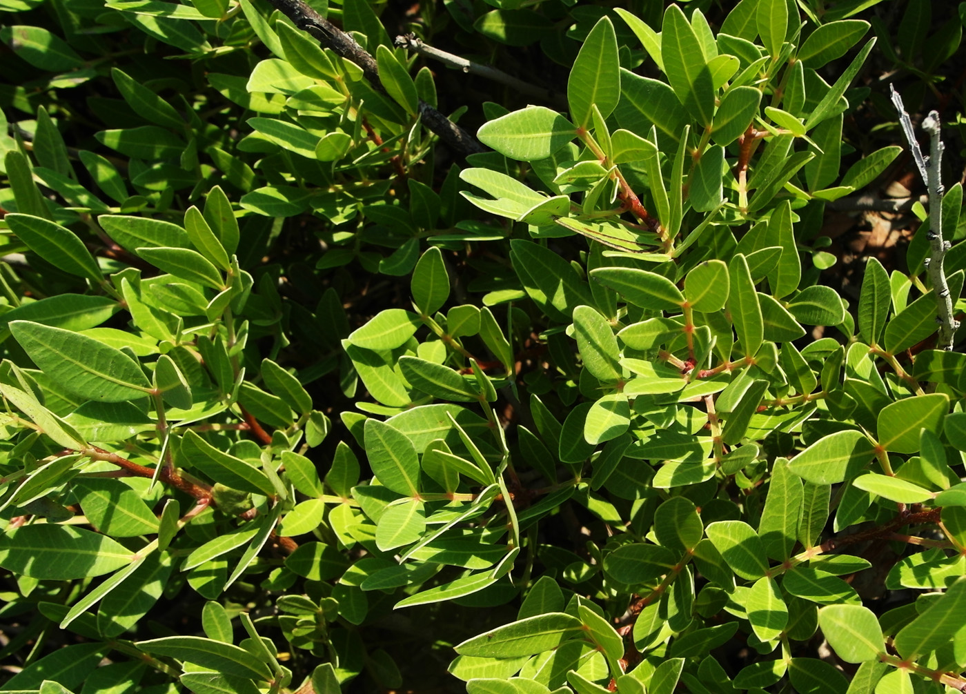 Image of Pistacia lentiscus specimen.