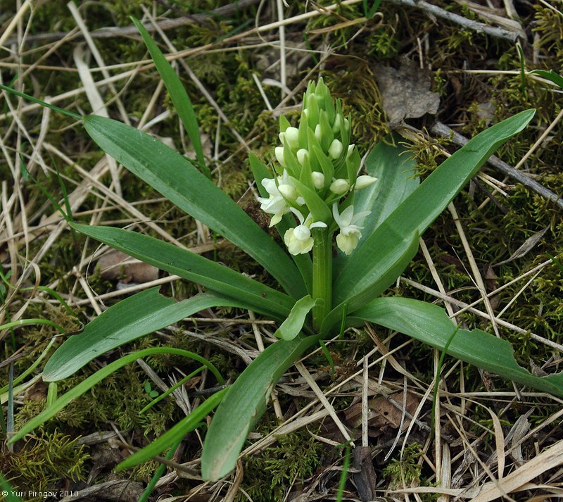 Image of Dactylorhiza romana ssp. georgica specimen.