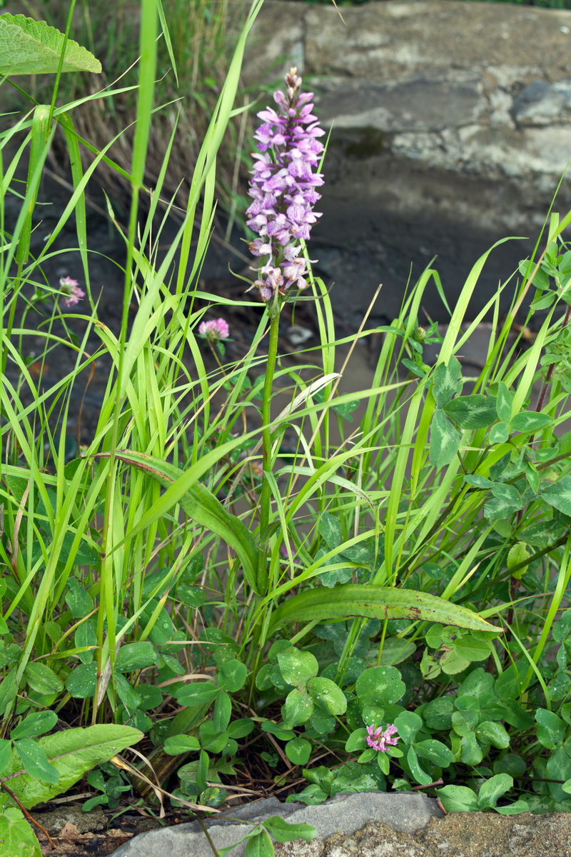 Изображение особи род Dactylorhiza.