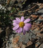 Chrysanthemum sinuatum