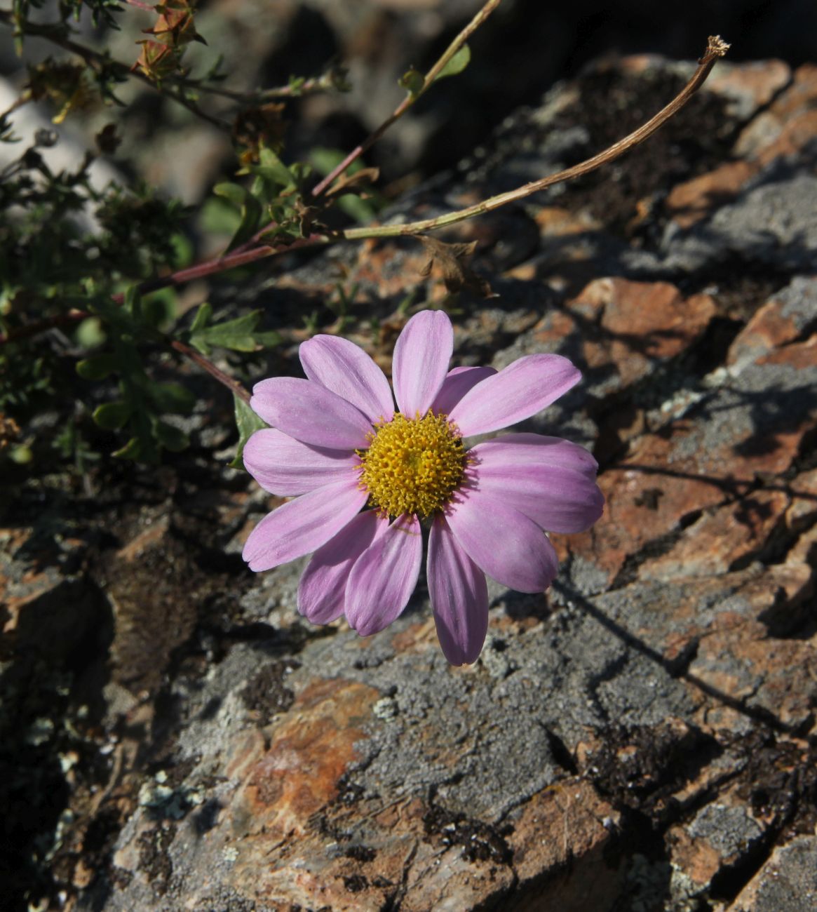 Image of Chrysanthemum sinuatum specimen.