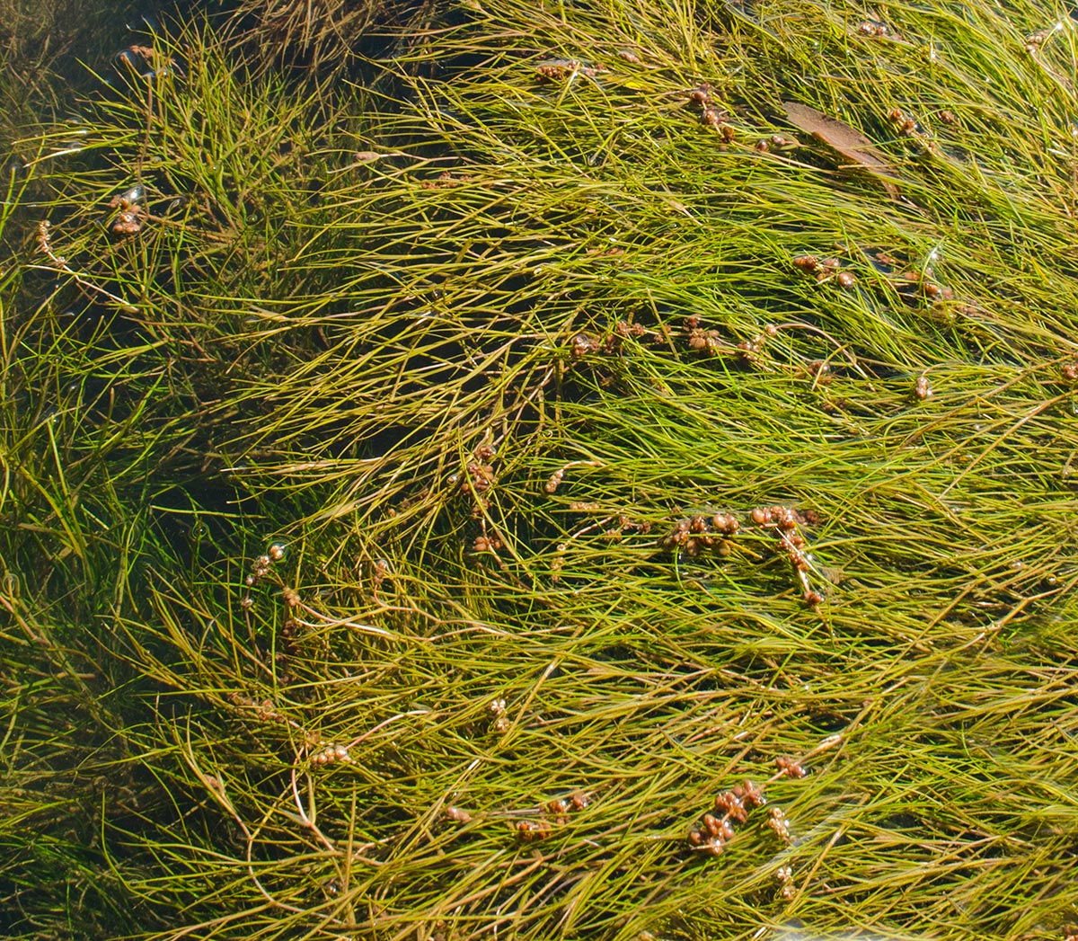 Image of Potamogeton pectinatus specimen.