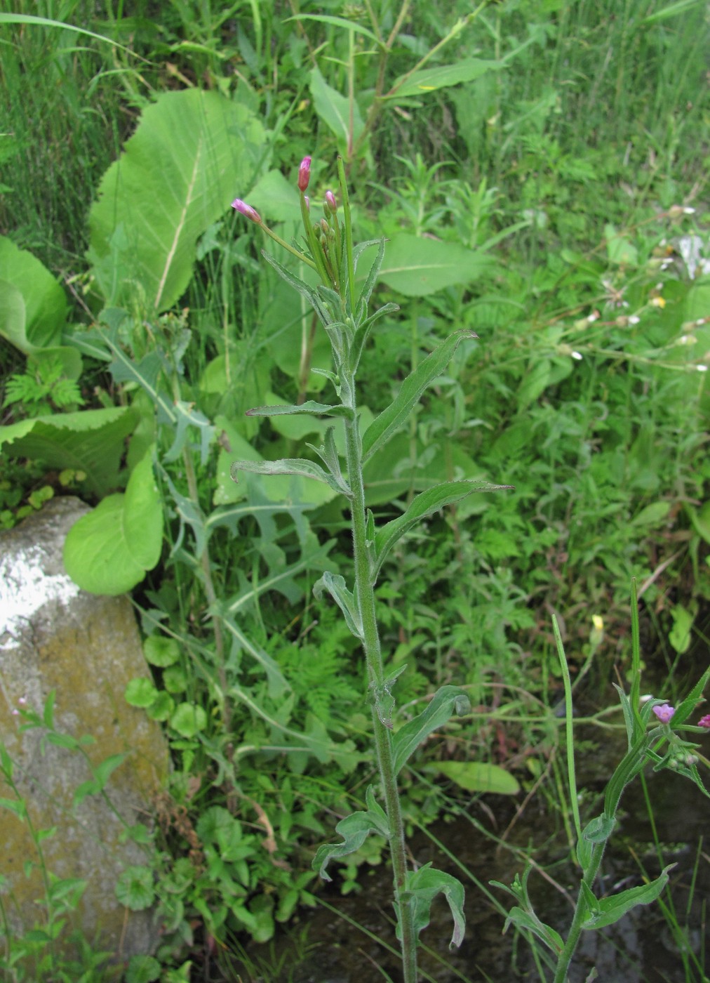 Image of Epilobium parviflorum specimen.