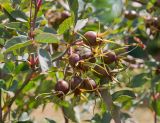 Rosa glauca. Верхушка ветви с плодами и листьями. Пермский край, пос. Юго-Камский, частное подворье. 14 июля 2021 г.