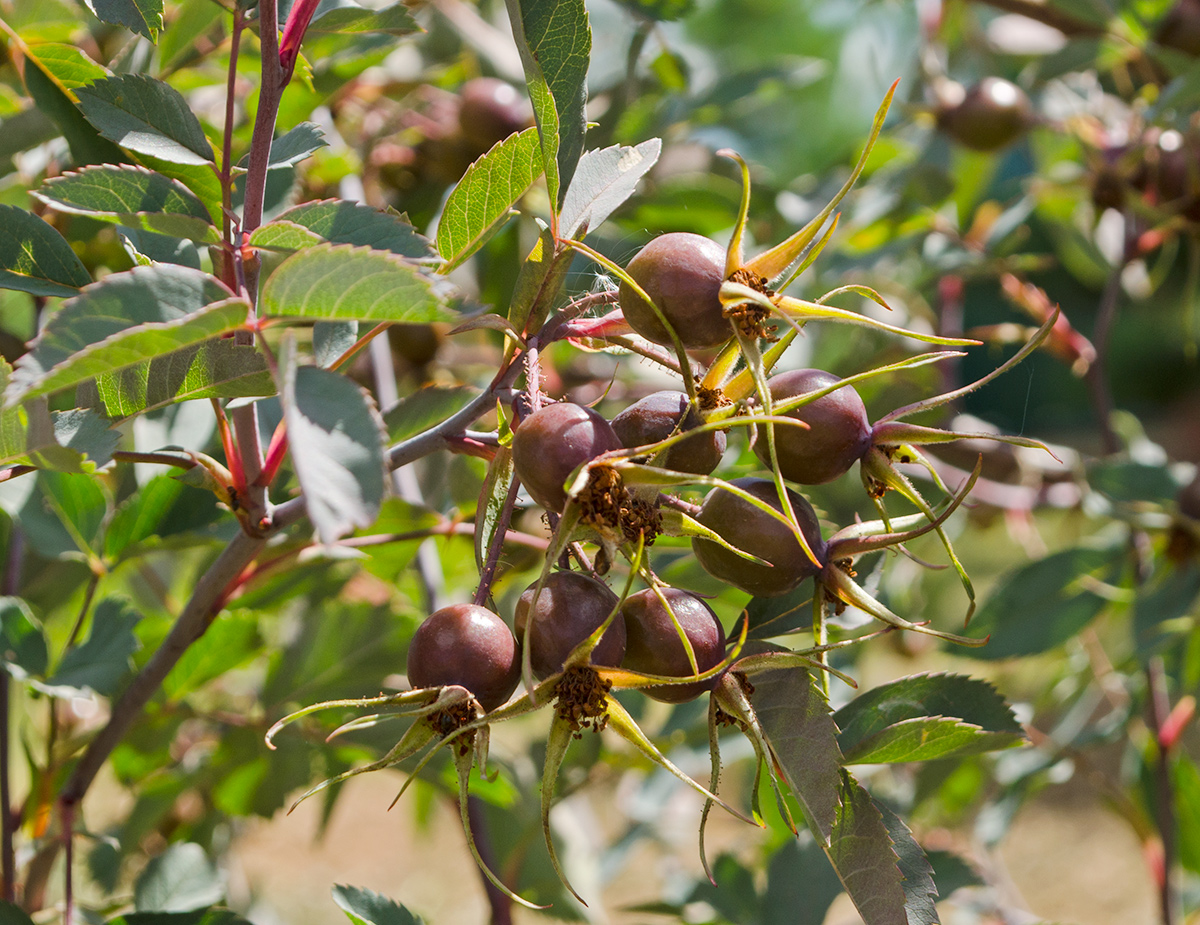 Изображение особи Rosa glauca.