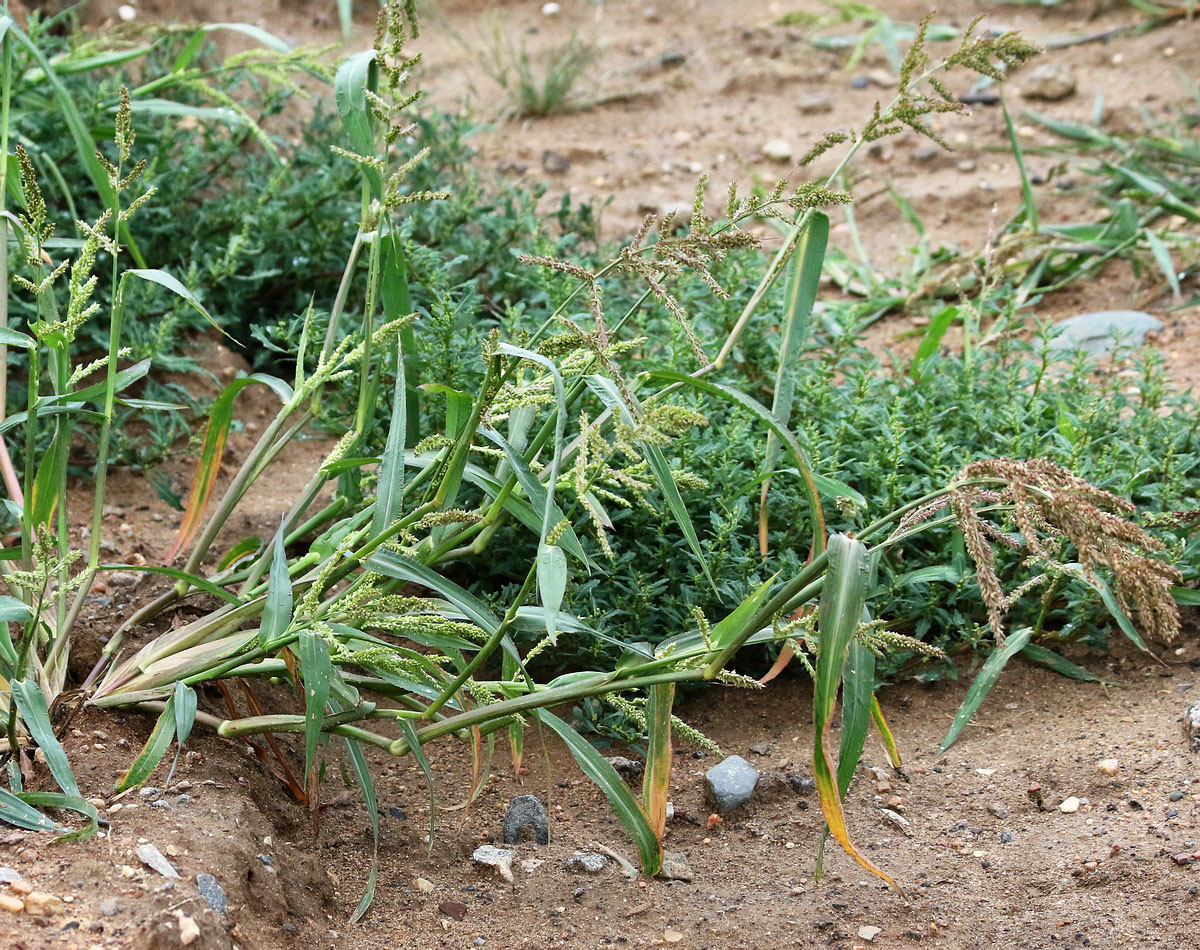 Изображение особи Echinochloa crus-galli.