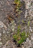 Silene foliosa. Цветущее растение. Приморье, окр. г. Находка, гора Памятник, скальный массив Замок, на скале. 29.07.2021.