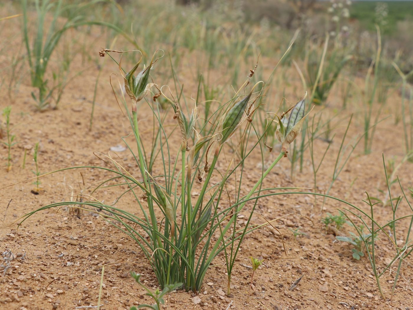 Image of Iris longiscapa specimen.